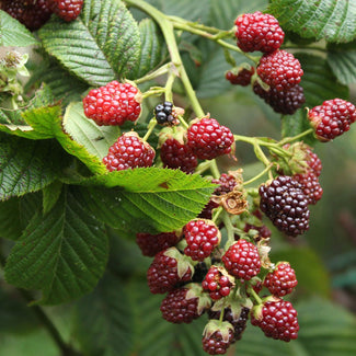 Southern California Cane Berry Plant With Berries