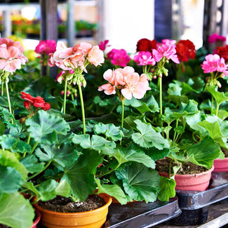 Geraniums At An Outdoor Plant Nursery