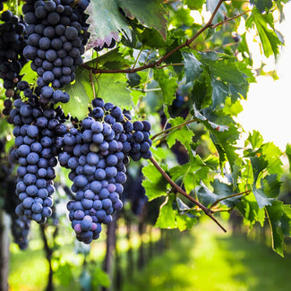 Purple Grapes Growing A California Garden