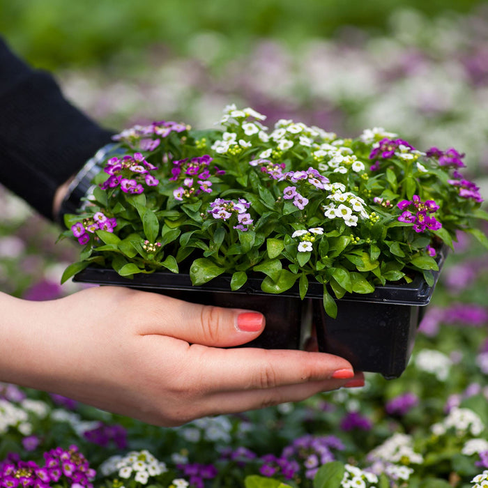 Pack Of Alyssum Flowers In Orange County