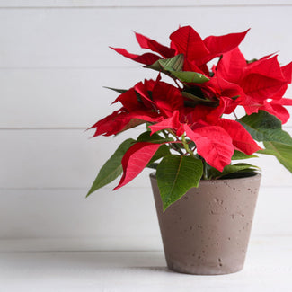 Poinsettia In Pottery Planter