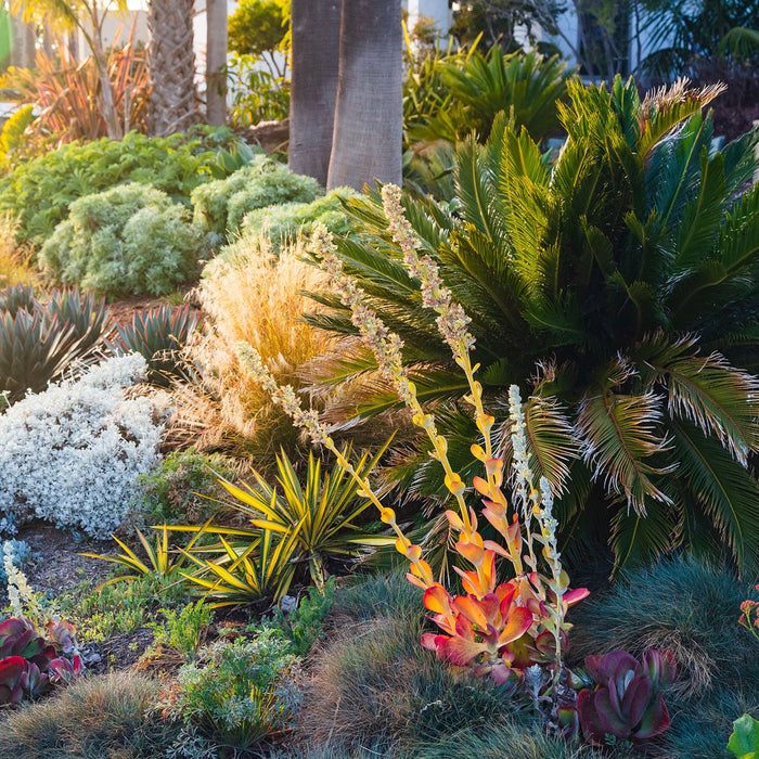 Drought Tolerant Landscaping Plants For Southern California