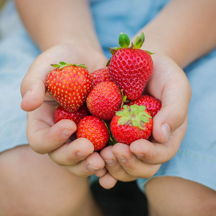 Child Hands Holding Fresh Picked Strawberries From Southern California Garden