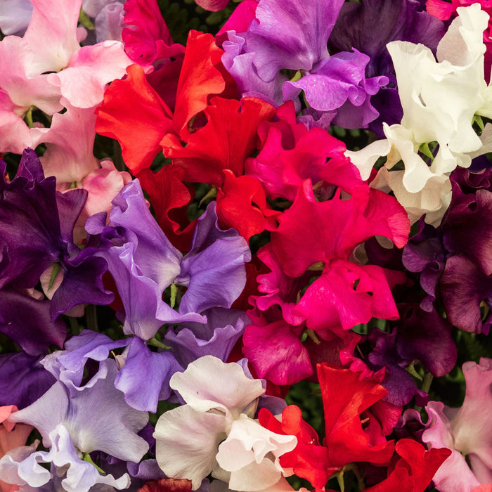 Multi Colored Sweet Peas At Outdoor Plant Boutique