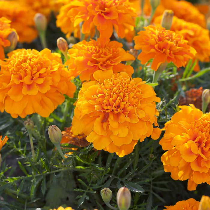 Pack Of Alyssum Flowers In Orange County