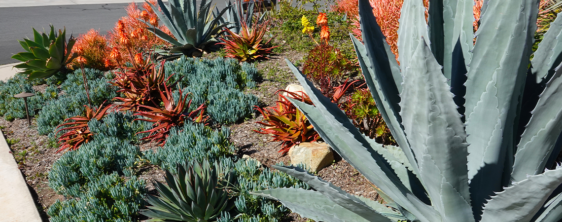 What to Do When Your Agave Blooms