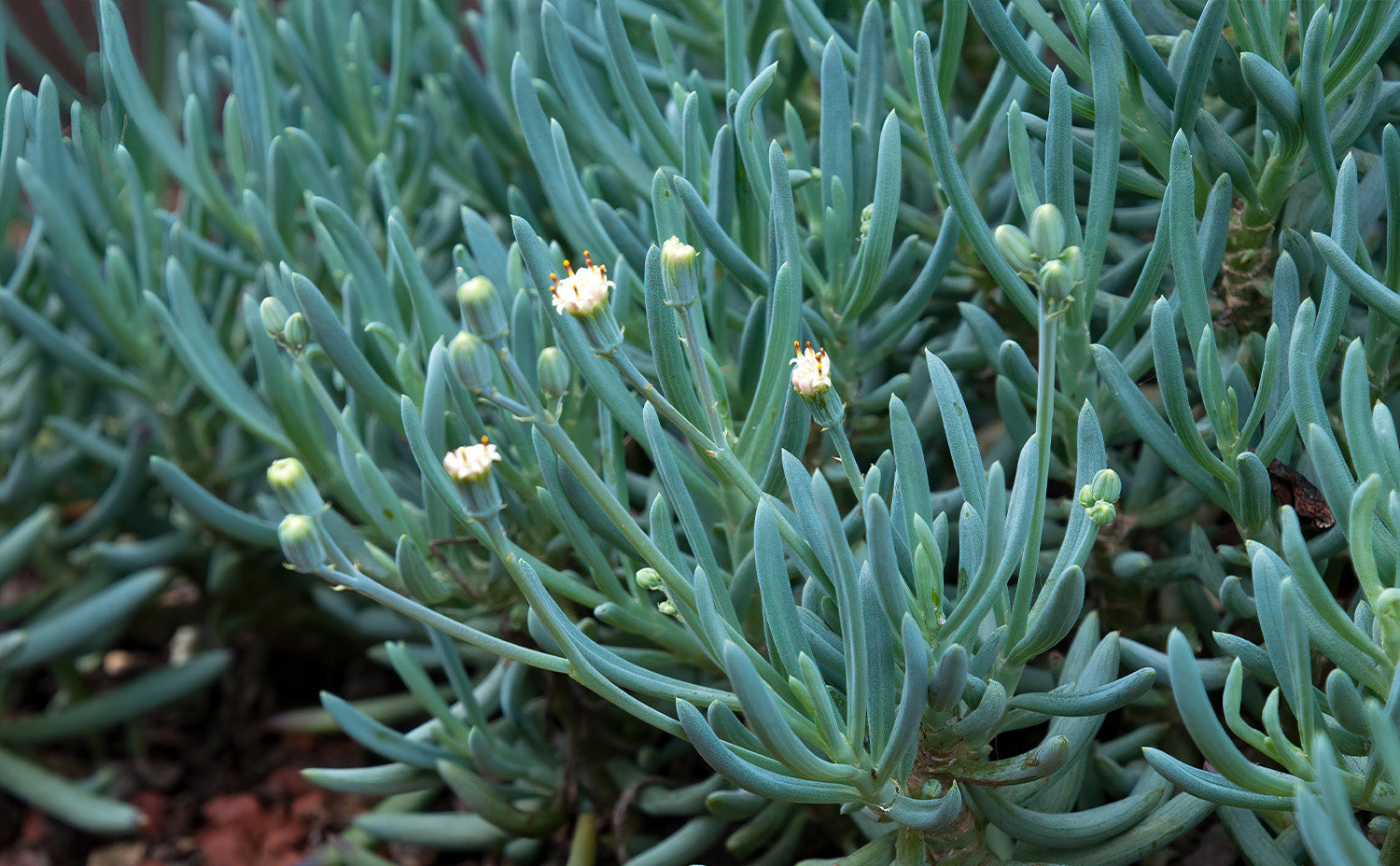 Blue Plants for a Soothing Landscape