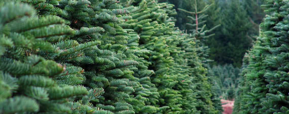 Caring for Your Fresh Cut Christmas Tree