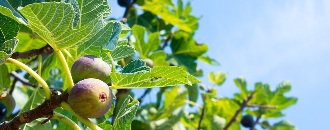 How to Grow and Care for Figs in Southern California