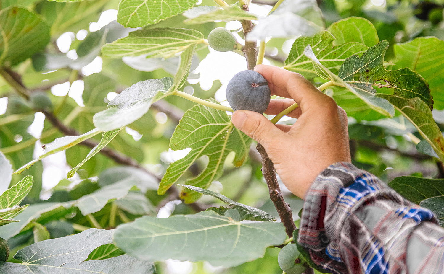 How to Grow and Care for Figs in Southern California