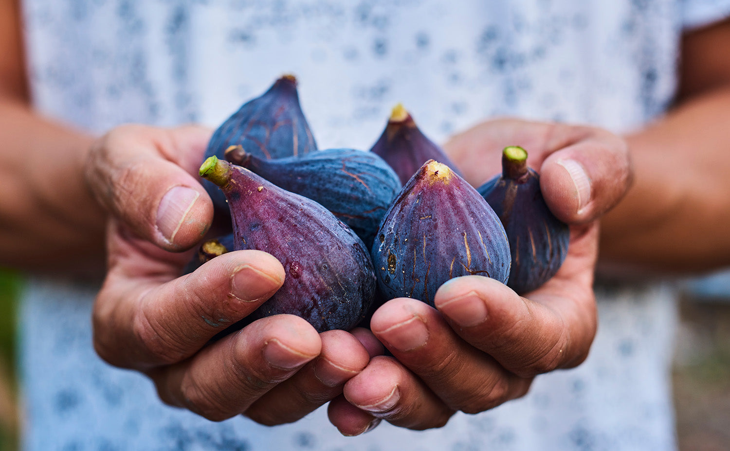 How to Grow and Care for Figs in Southern California