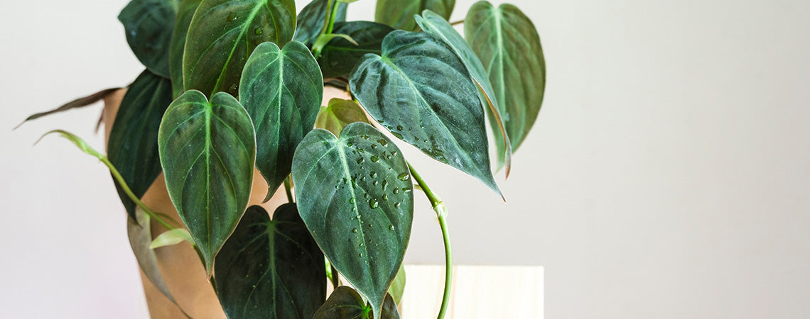 Philodendrons and Why You Should Grow Them