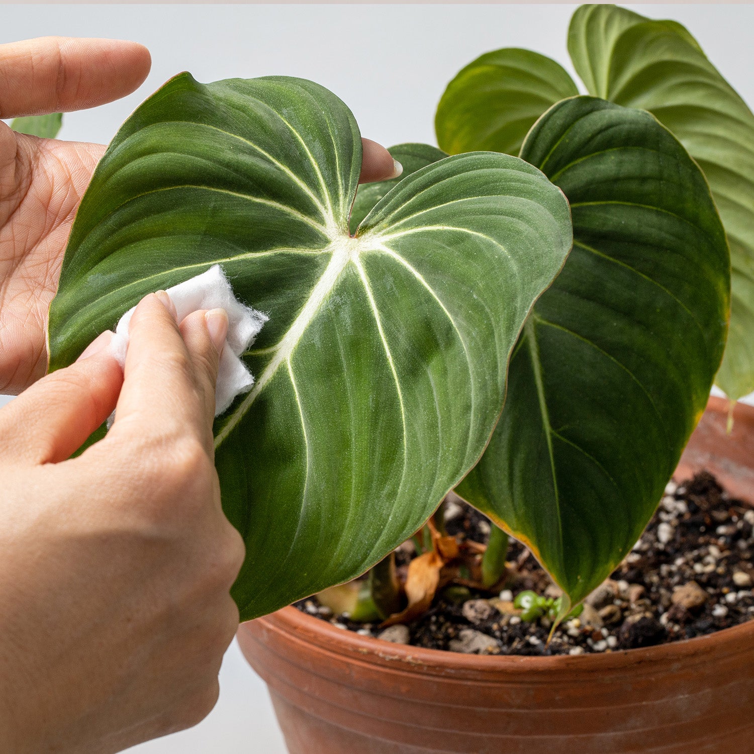 Philodendrons and Why You Should Grow Them