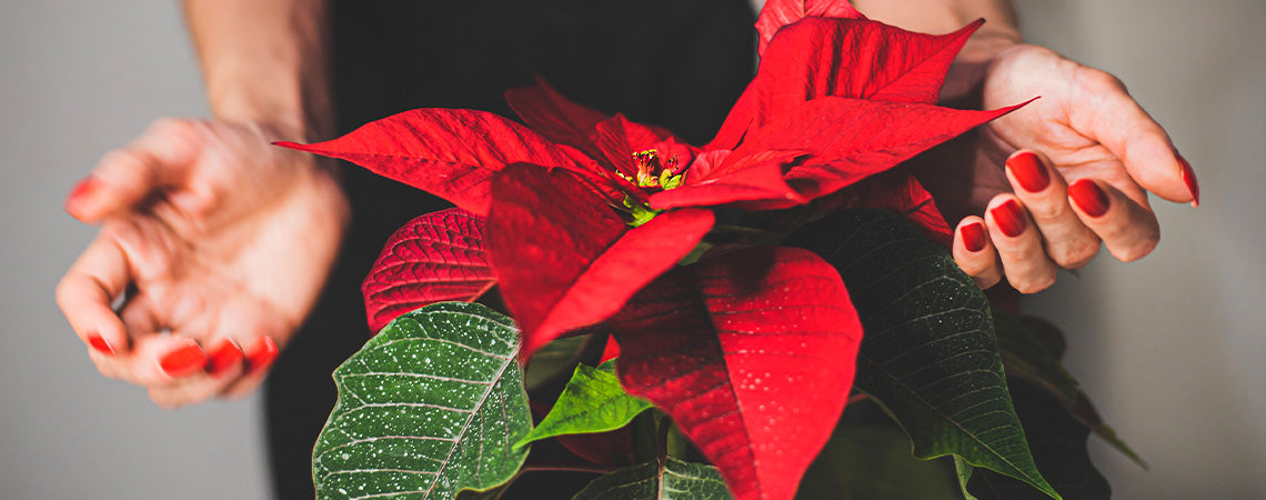 Poinsettia Care and Design for an Elegant Holiday Season