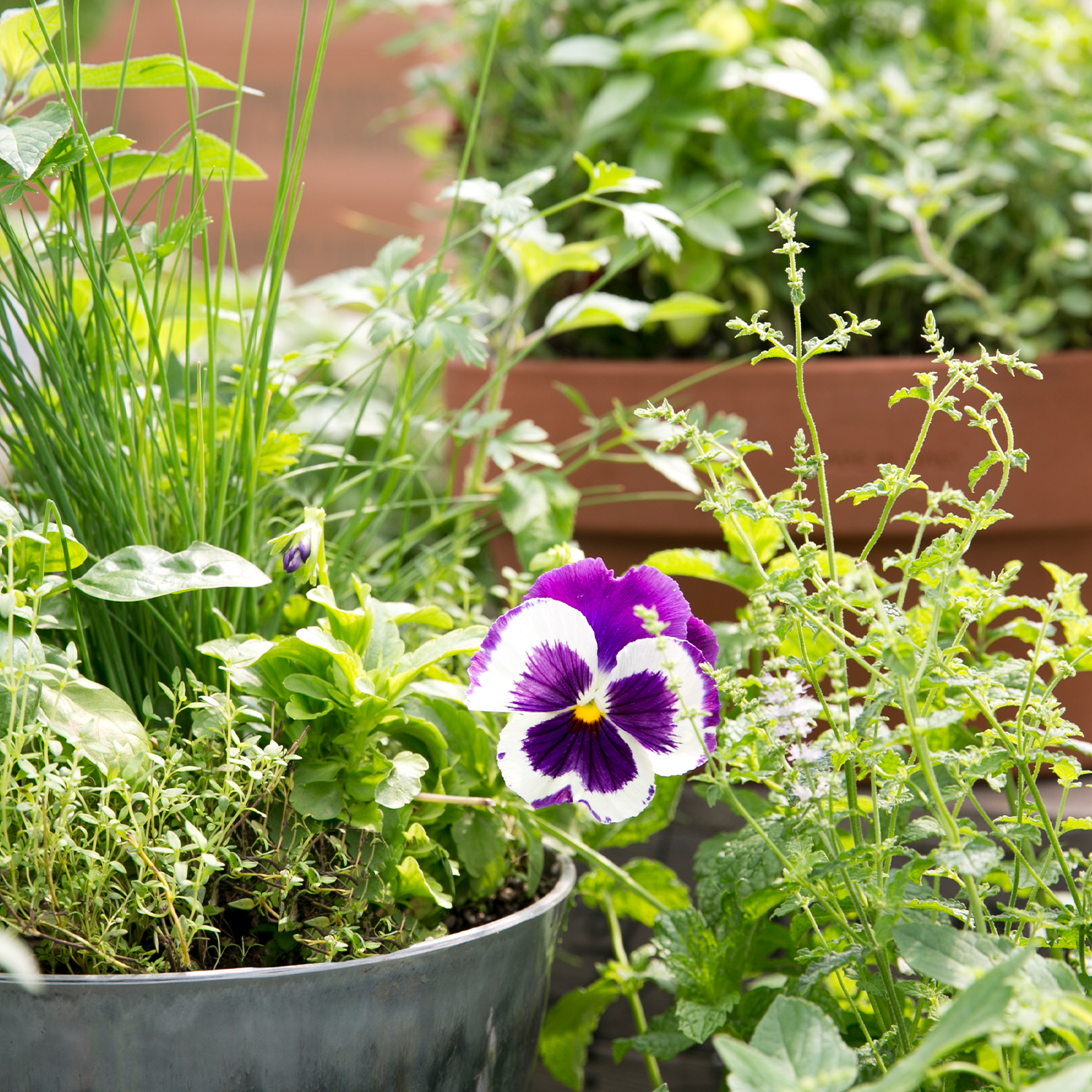 Edible Plant Combinations for Mini Starter Gardens