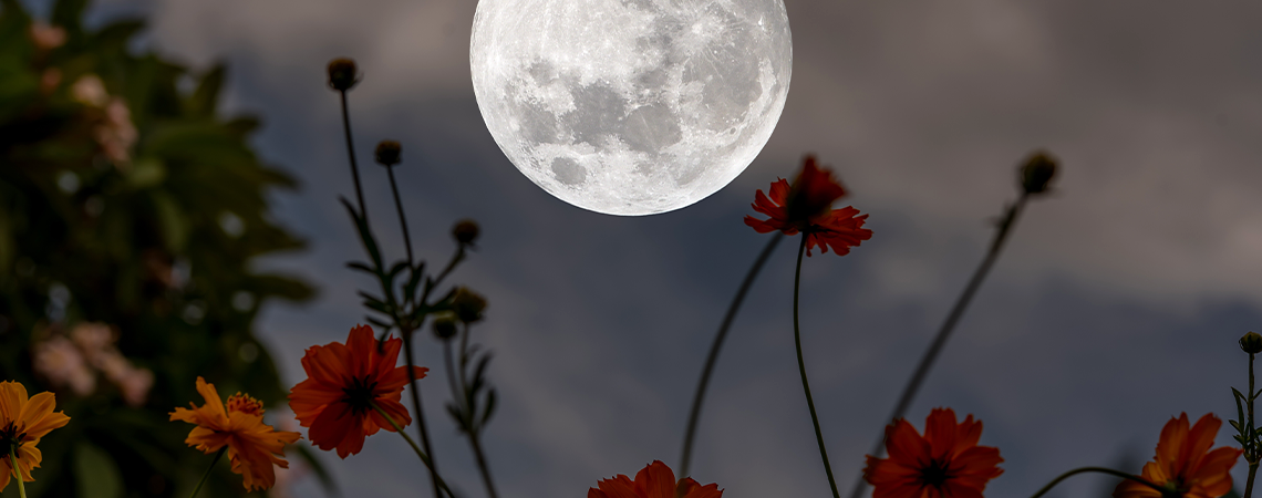 The Peculiar Science of Moon Phase Gardening