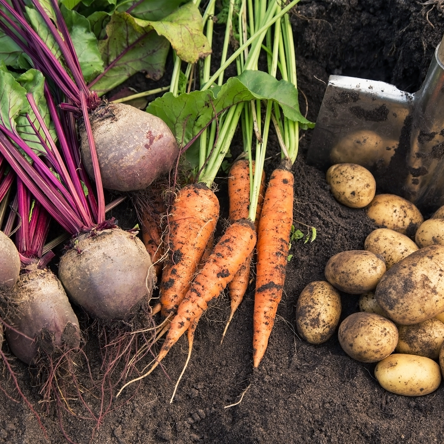 The Peculiar Science of Moon Phase Gardening