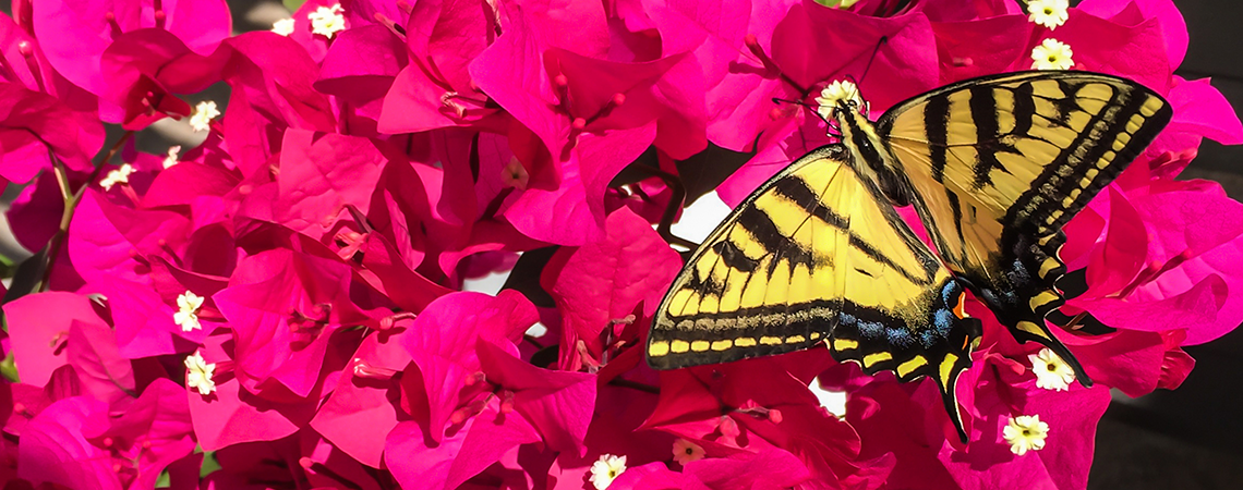 Bougainvillea Plant Care