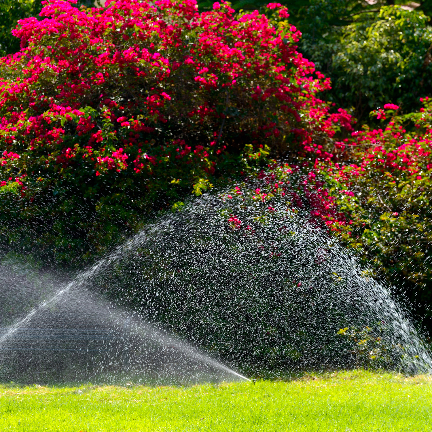 Bougainvillea Plant Care