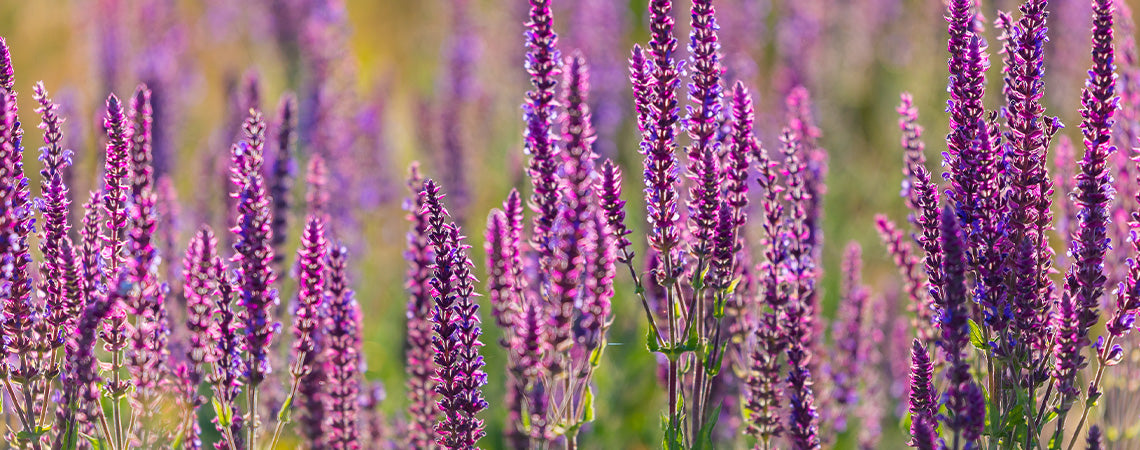 Growing Salvia in Orange County, California