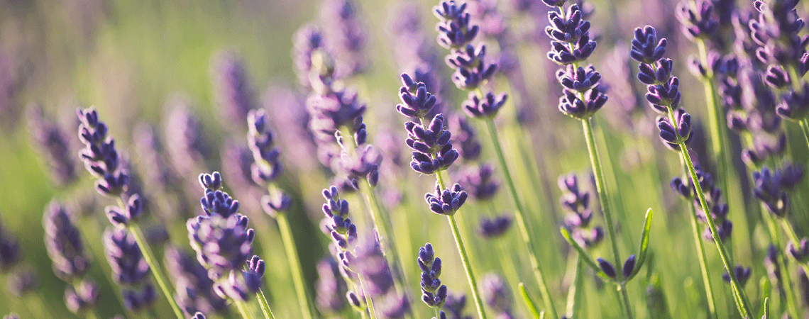 How to Plant, Grow and Care for English Lavender & Other Edible Blooms