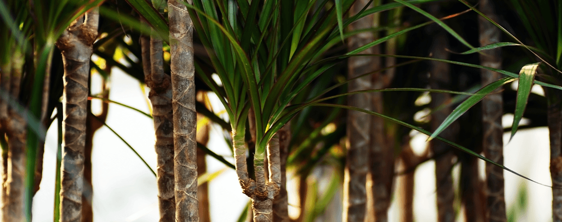 How to Care for Dracaena Plants