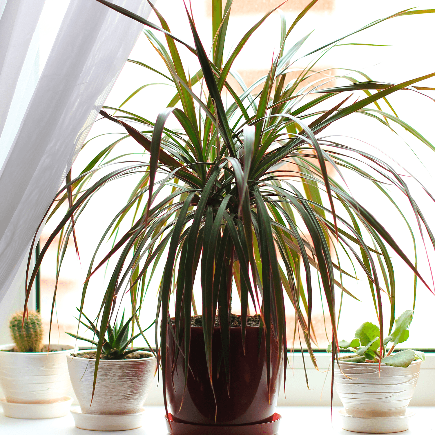 How to Care for Dracaena Plants