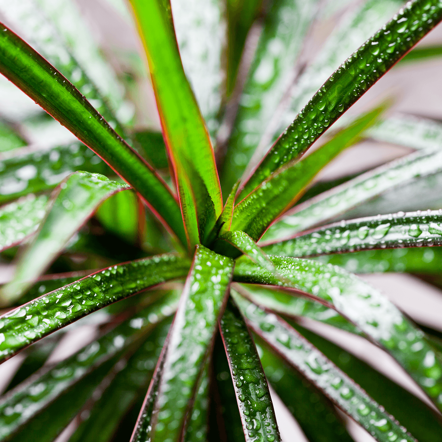How to Care for Dracaena Plants