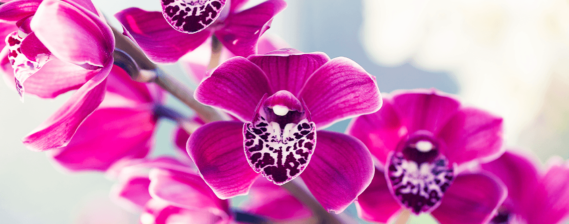 The Most Beautiful Varieties of Orchids to Grow Indoors