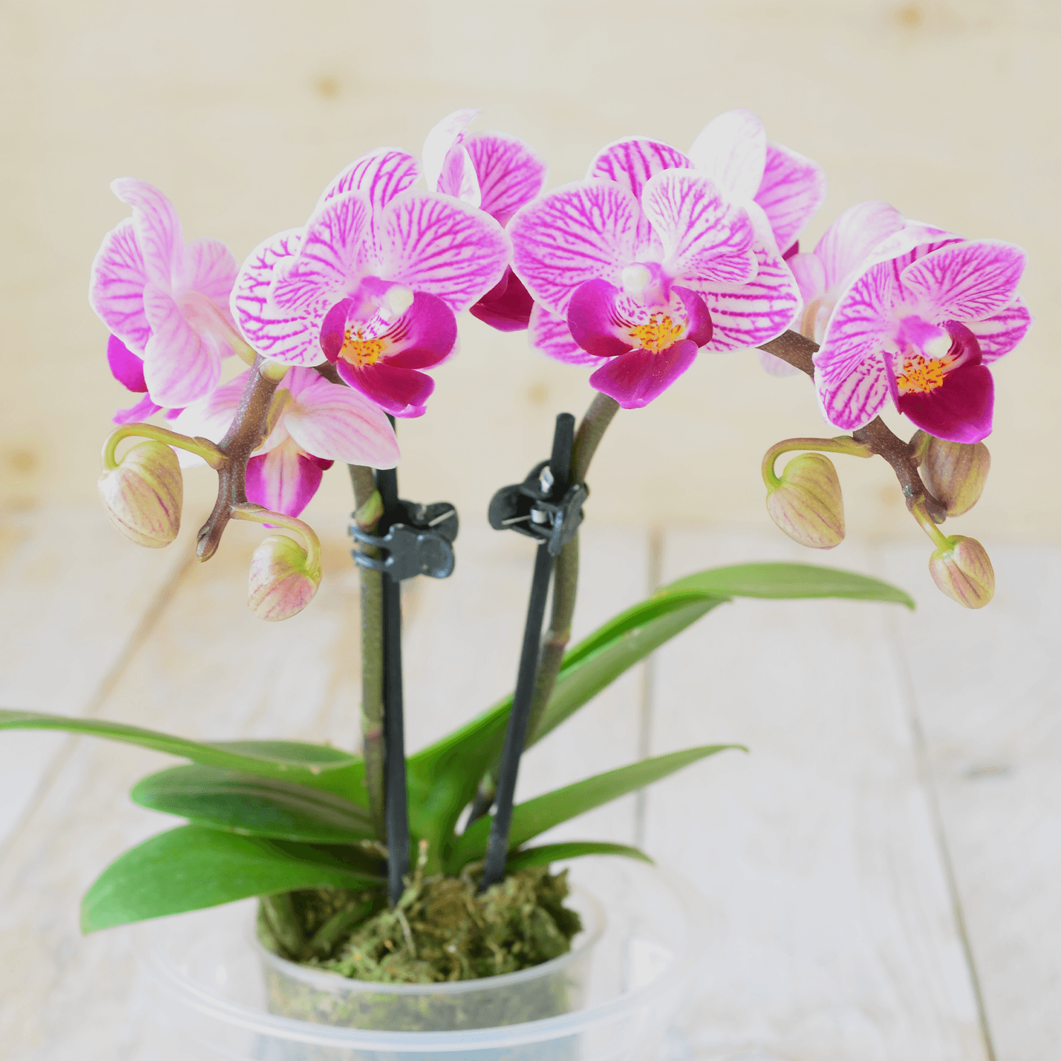 The Most Beautiful Varieties of Orchids to Grow Indoors