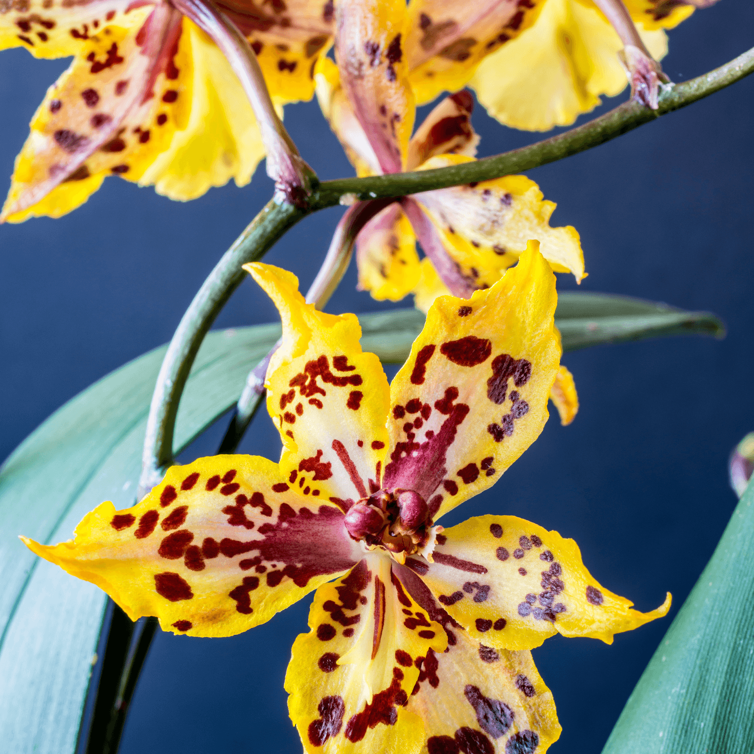 The Most Beautiful Varieties of Orchids to Grow Indoors