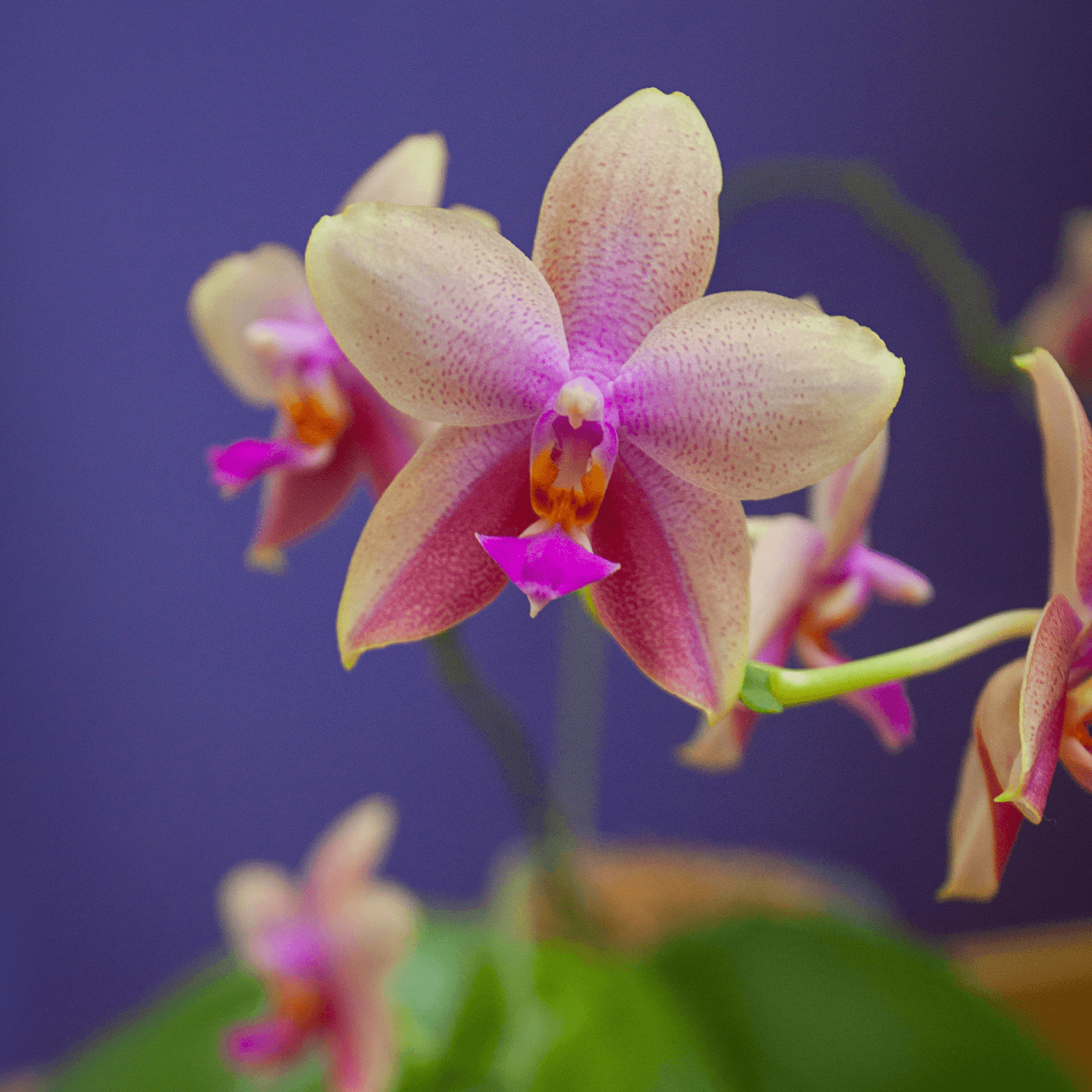The Most Beautiful Varieties of Orchids to Grow Indoors