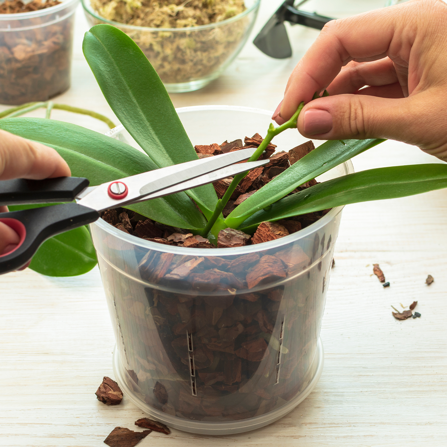 A Complete Guide to Orchid Care for Beginners