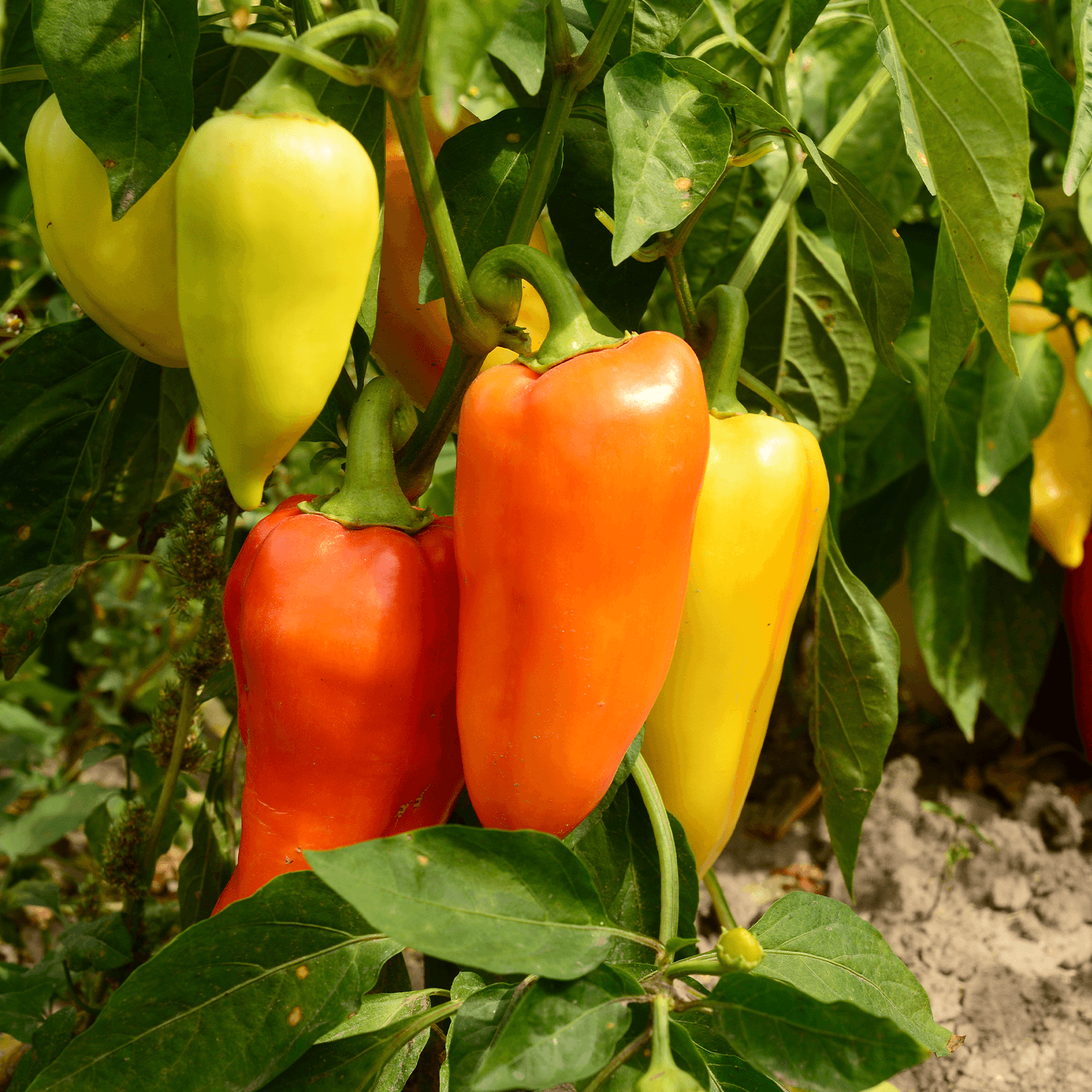 Spice Up Your Garden With Our Guide to Growing Peppers