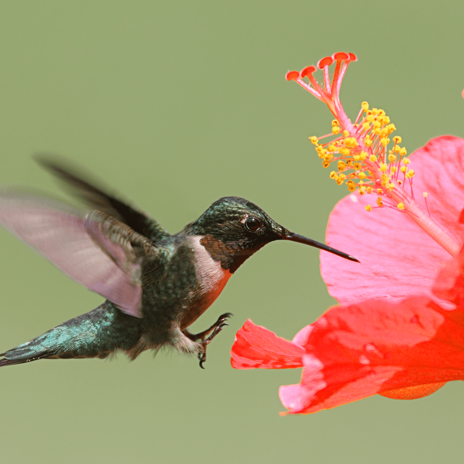 5 Radiant Red Flowers That Hummingbirds Can't Resist!