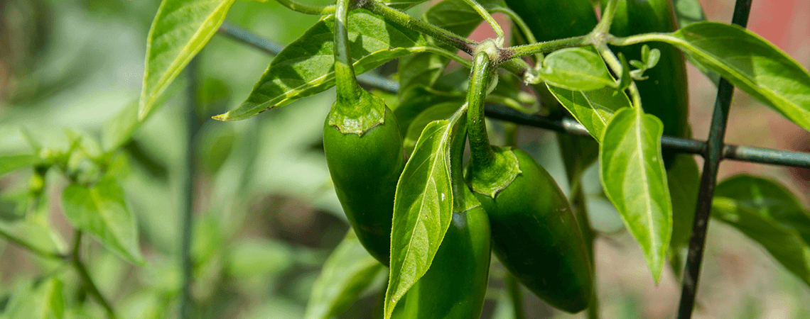 Spice Up Your Garden With Our Guide to Growing Peppers