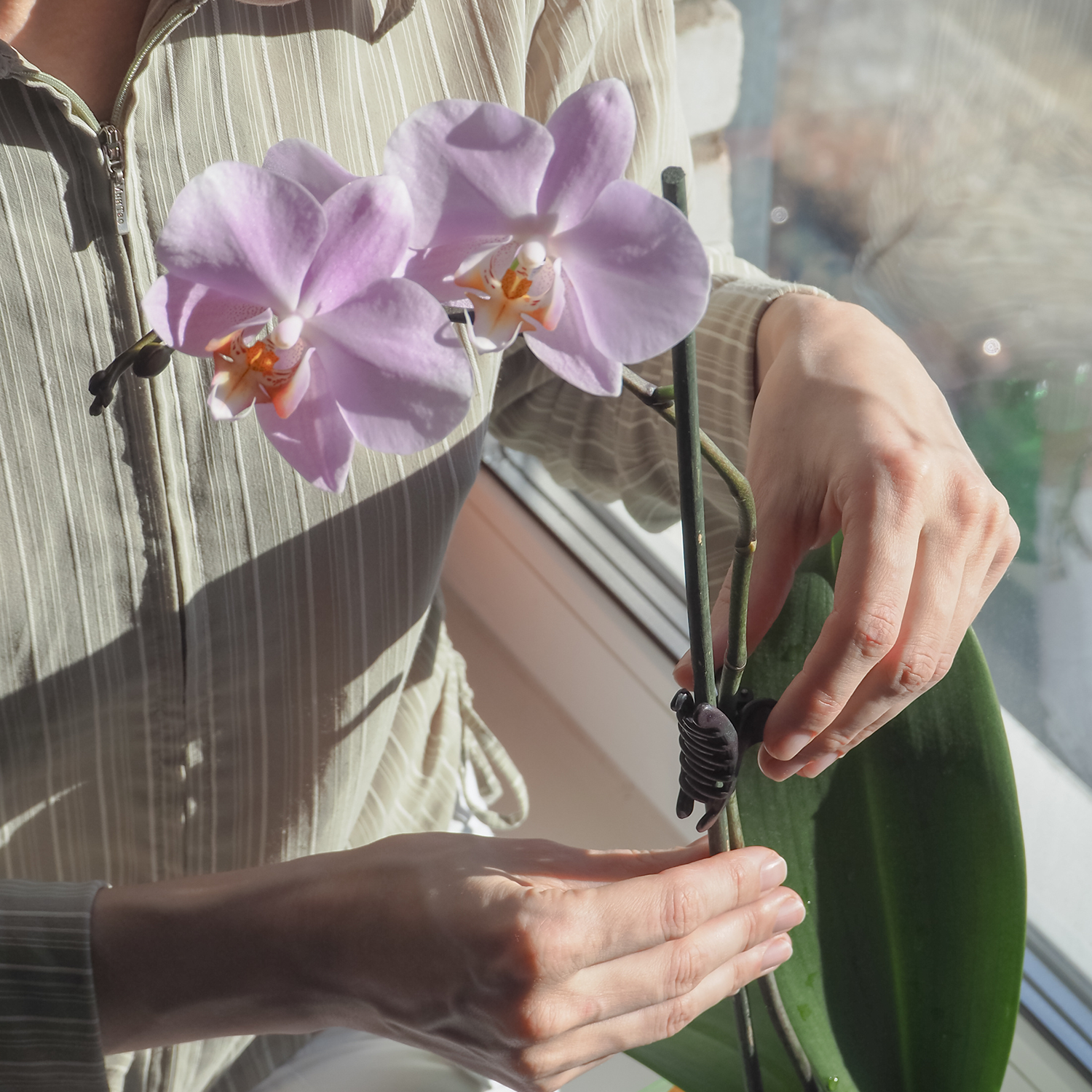 A Complete Guide to Orchid Care for Beginners