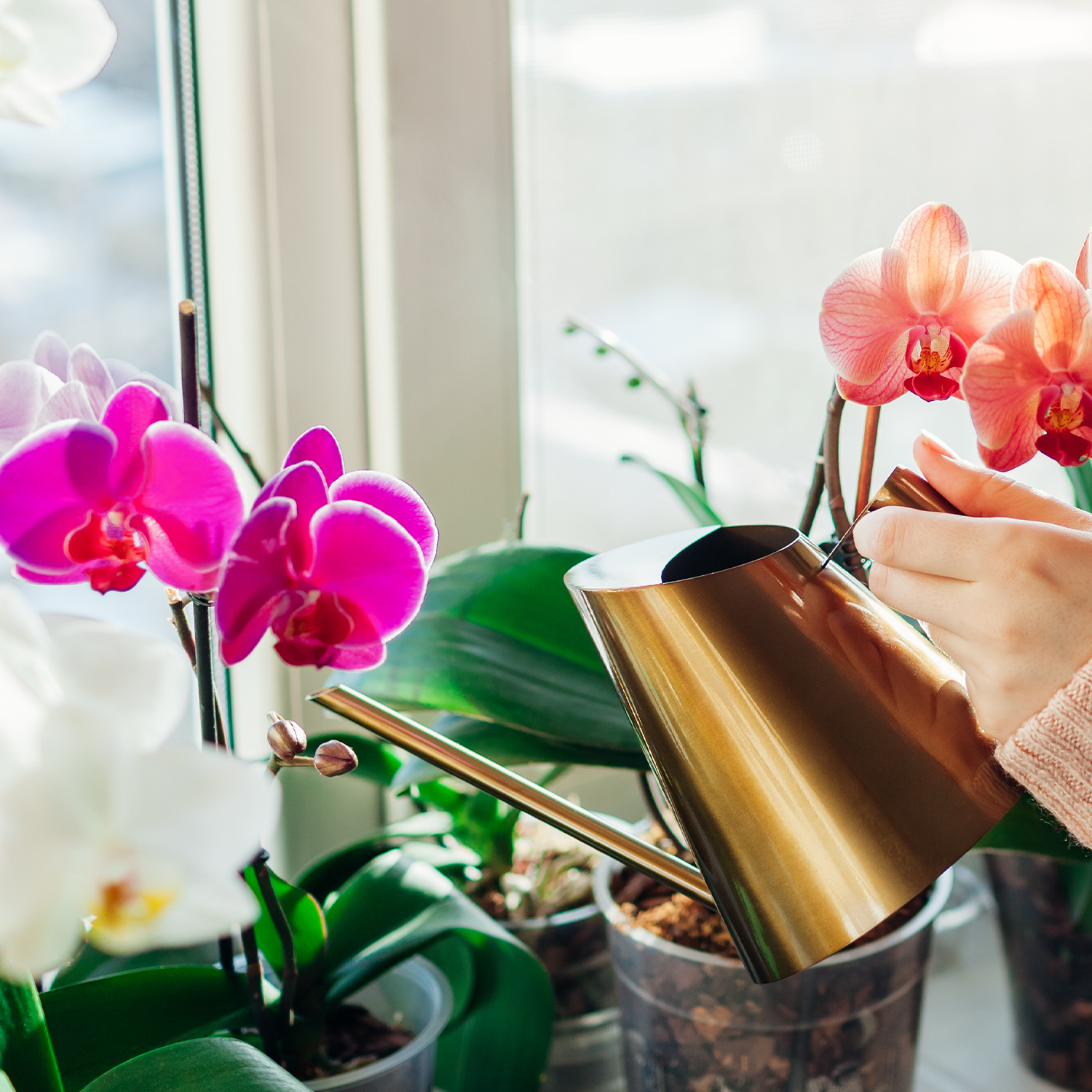 A Complete Guide to Orchid Care for Beginners