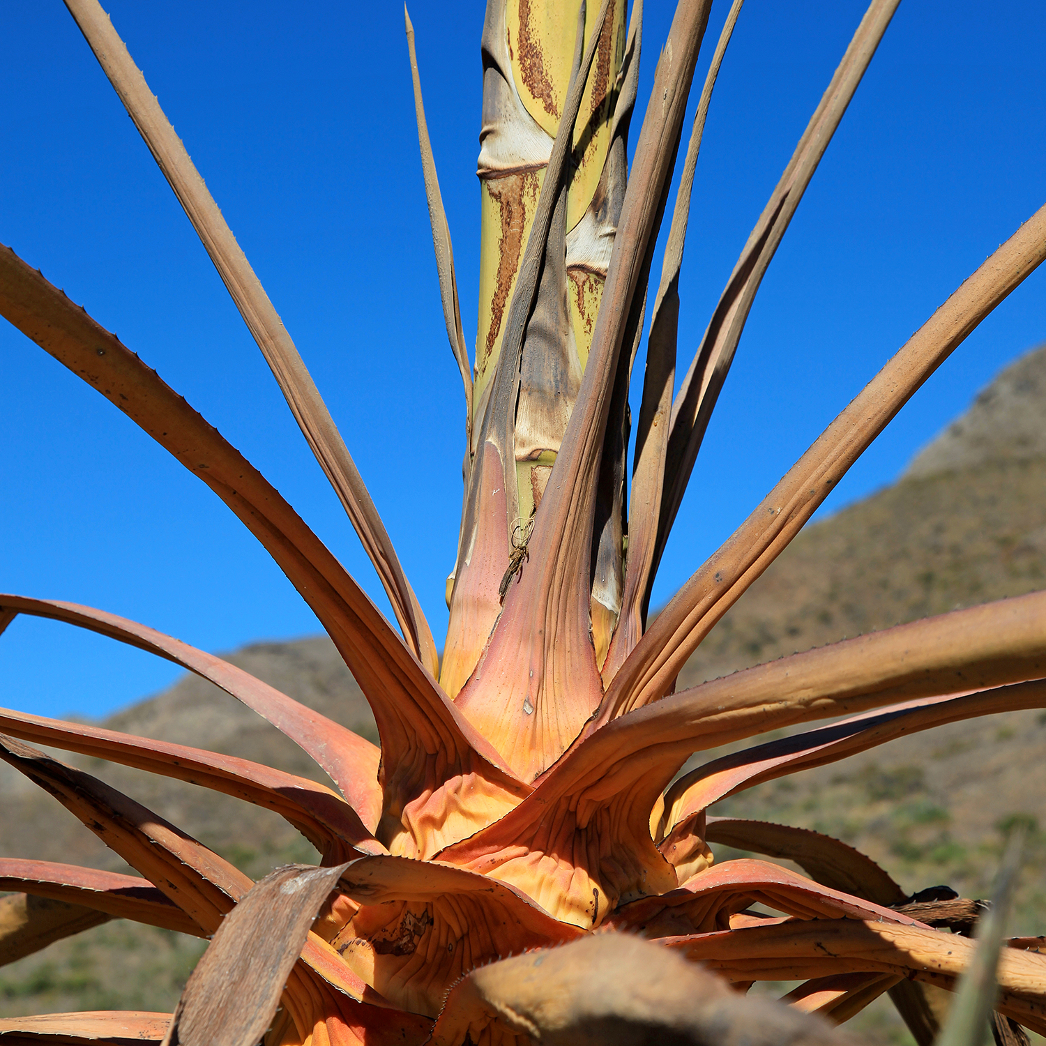 What to Do When Your Agave Blooms