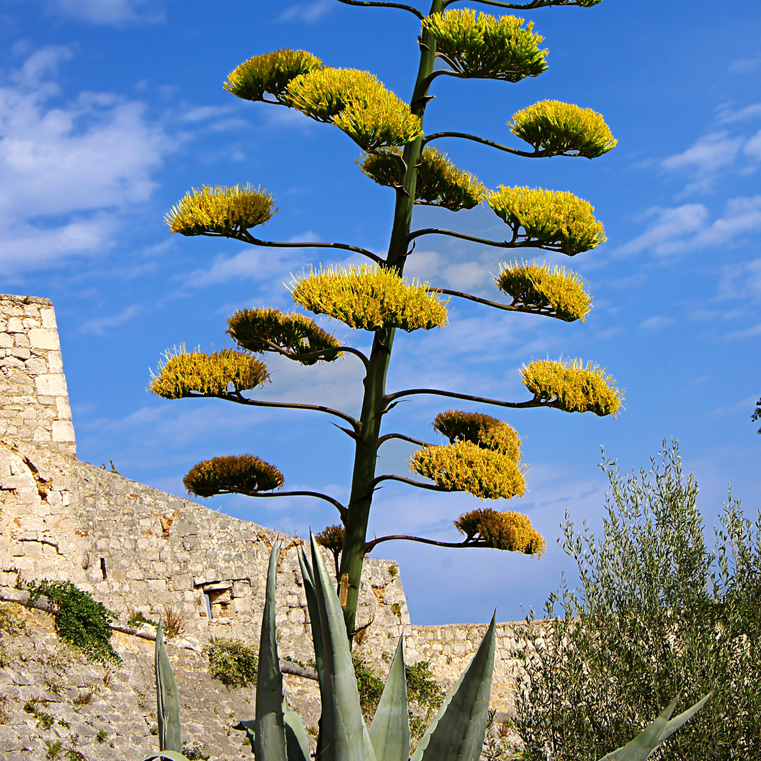 Image of Agave flower