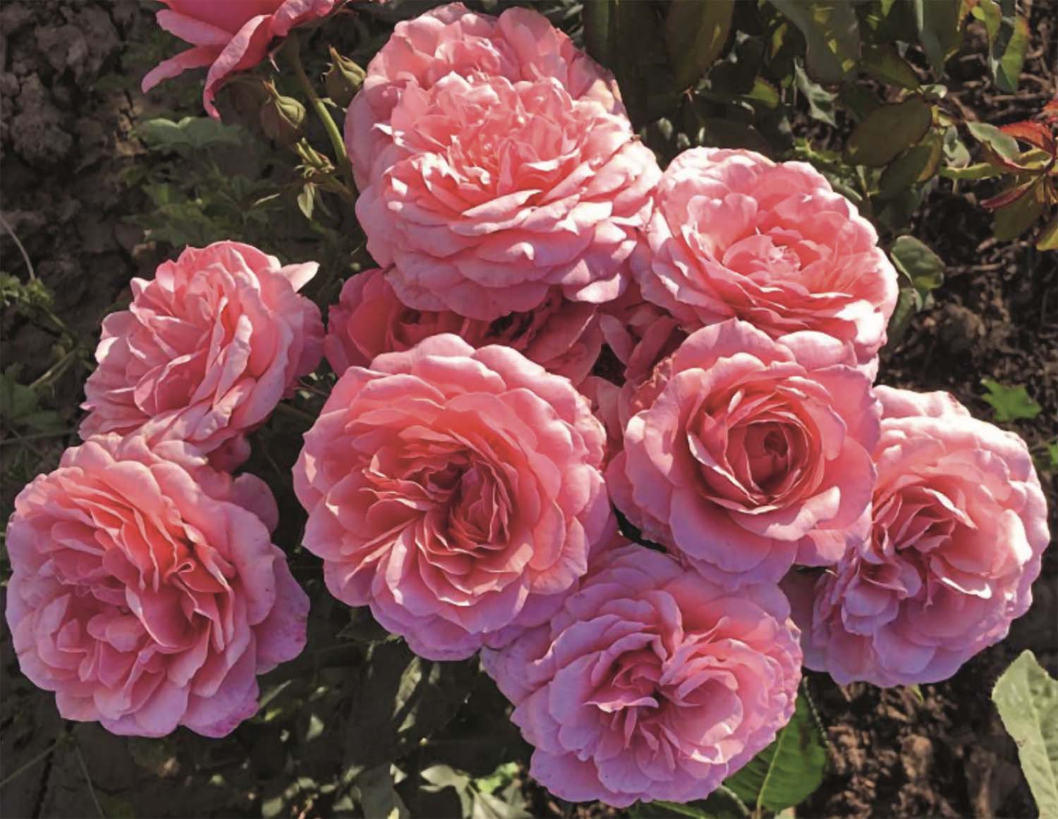 Uptown Girl Rose: A Gardeners' Delight