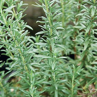 Rosemary - Shish Kabob