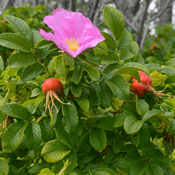 Roses