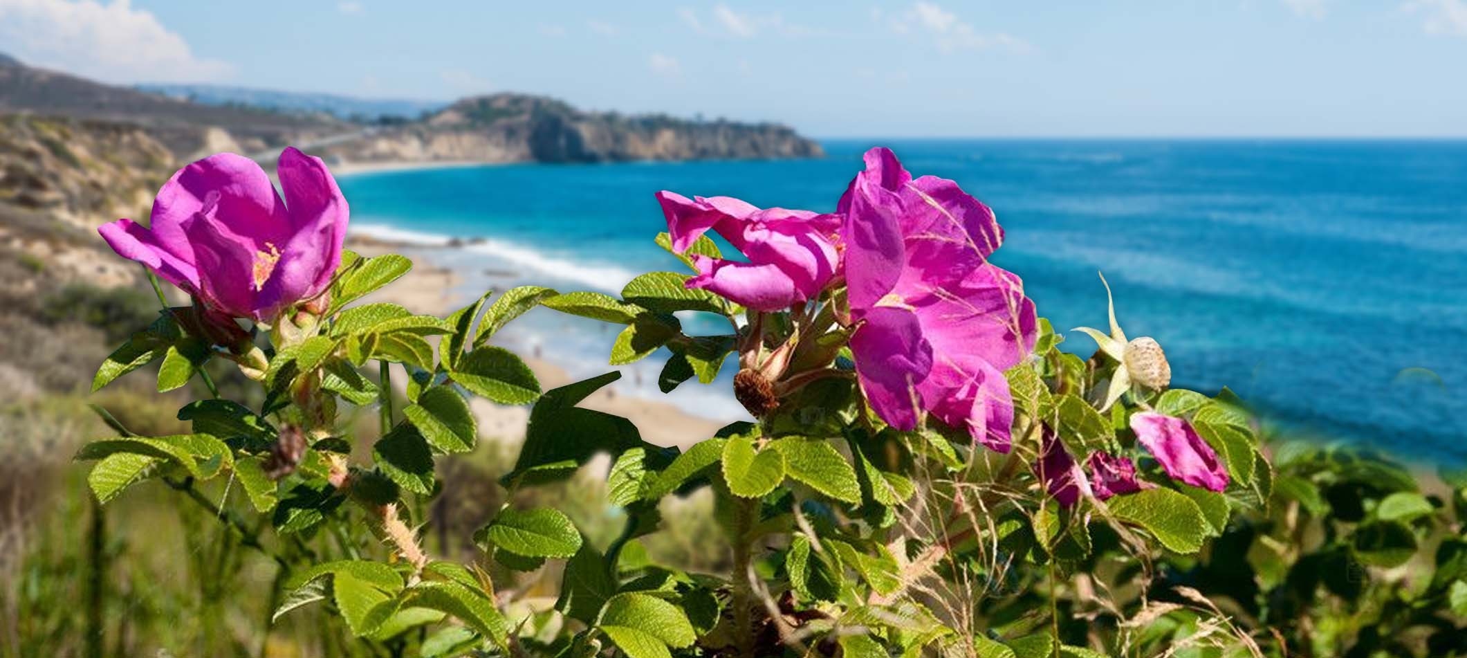 Growing Roses Along The Orange Coast