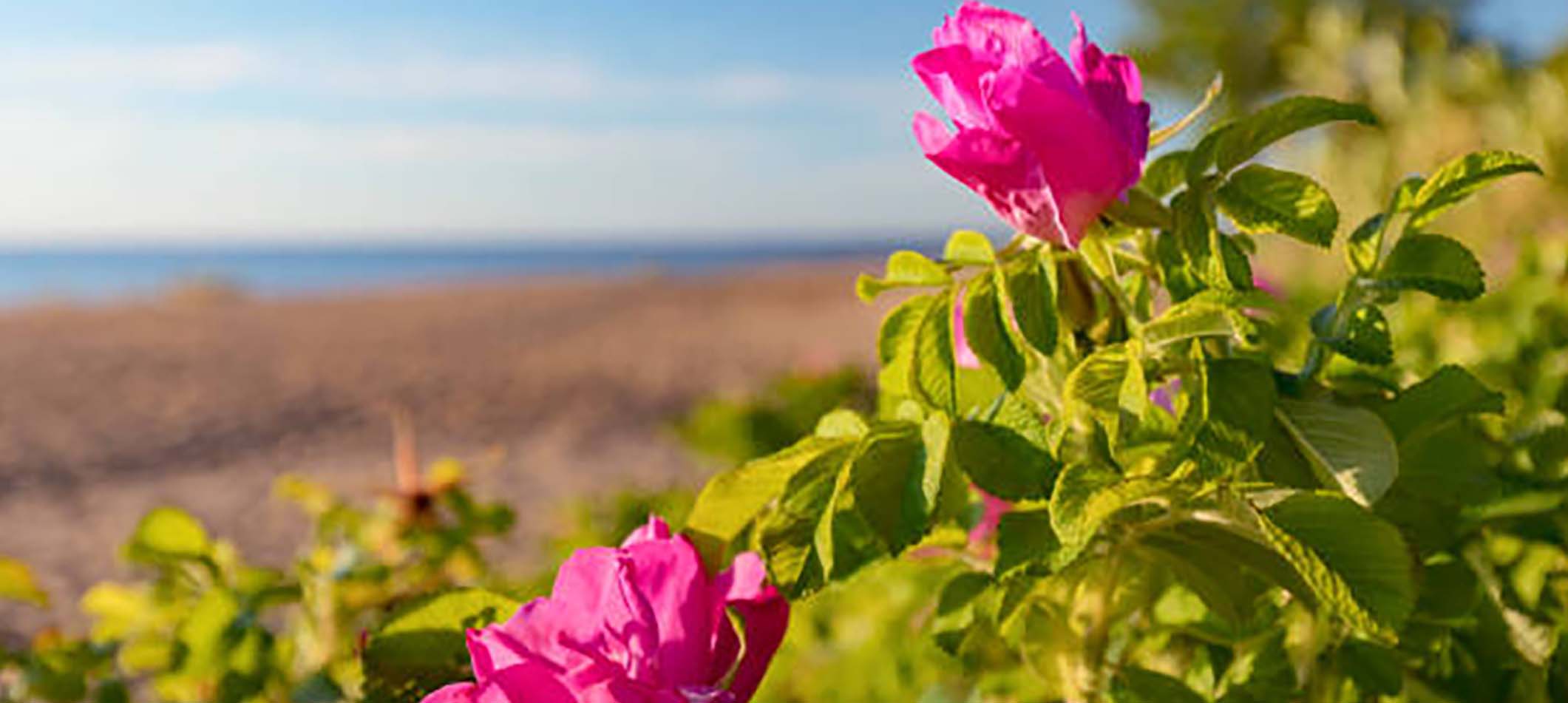Growing Roses Along The Orange Coast