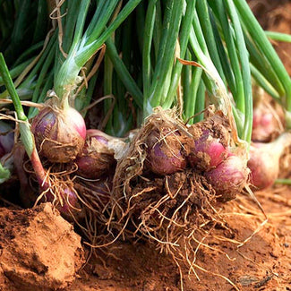 Shallots