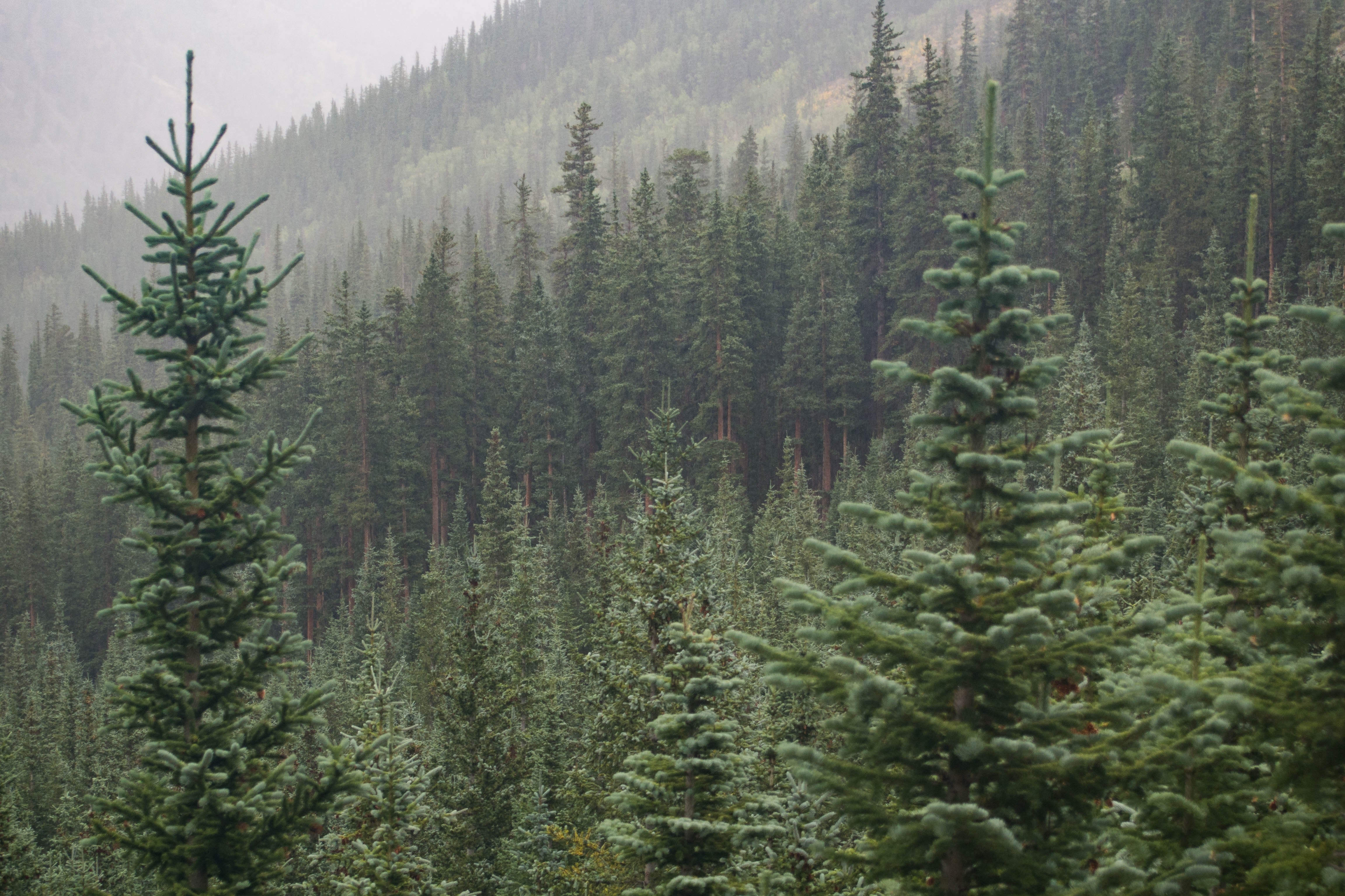 A Special Story of the Roger's Gardens Silvertip Fir