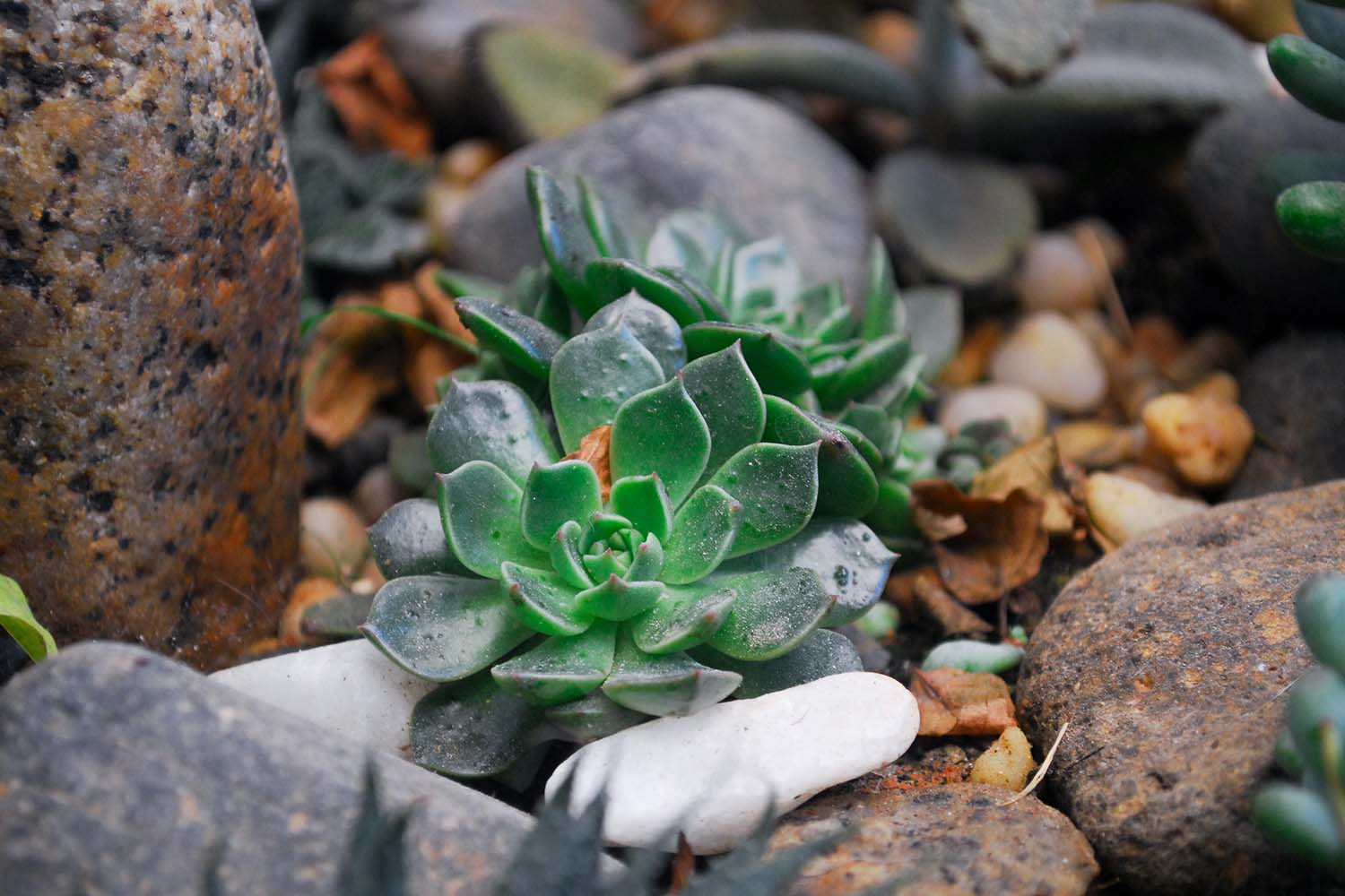 Succulents1