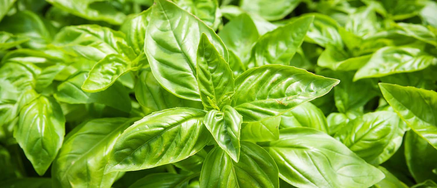 Sun-Kissed Basil: The Top Varieties for Southern California Gardens