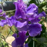 Sweet Peas